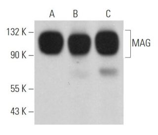 MAG Antibody (A-11) - Western Blotting - Image 362367 