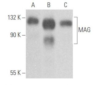 MAG Antibody (D-7) - Western Blotting - Image 356084 