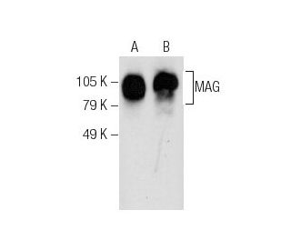 MAG Antibody (E-1) - Western Blotting - Image 286081 
