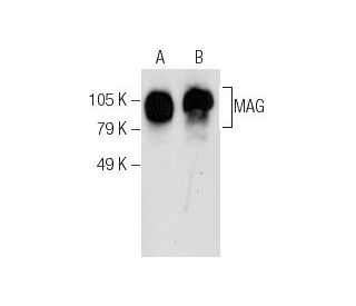 MAG Antibody (G-11) - Western Blotting - Image 286082 