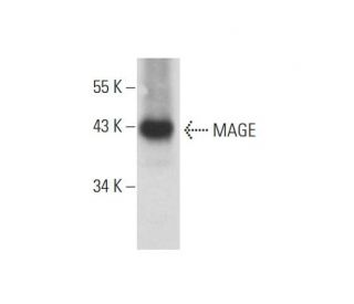 MAGE Antibody (B-5) - Western Blotting - Image 138337 