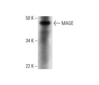 MAGE Antibody (E-8) - Western Blotting - Image 292054