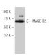 MAGE-D2 Antibody (FW.6) - Western Blotting - Image 53943 