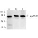 MAGE-D2 Antibody (FW.6) - Western Blotting - Image 412790 
