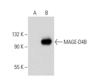 MAGE-D4/MAGE-D4B Antibody (D-1) - Western Blotting - Image 317945 