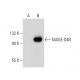 MAGE-D4/MAGE-D4B Antibody (D-1) - Western Blotting - Image 317945 