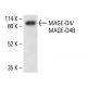MAGE-D4/MAGE-D4B Antibody (D-1) - Western Blotting - Image 411288