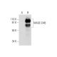 MAGE-D4/MAGE-D4B Antibody (E-7) - Western Blotting - Image 293061