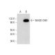 MAGE-D4/MAGE-D4B Antibody (F-3) - Western Blotting - Image 309524