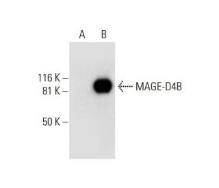 MAGE-D4/MAGE-D4B Antibody (F-9) - Western Blotting - Image 292008 