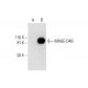 MAGE-D4/MAGE-D4B Antibody (F-9) - Western Blotting - Image 292008 