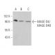 MAGE-D4/MAGE-D4B Antibody (F-9) - Western Blotting - Image 373557