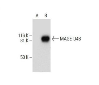 MAGE-D4/MAGE-D4B Antibody (G-12) - Western Blotting - Image 292010 