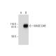 MAGE-D4/MAGE-D4B Antibody (G-12) - Western Blotting - Image 292010 