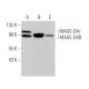 MAGE-D4/MAGE-D4B Antibody (G-12) - Western Blotting - Image 373553 