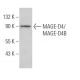 MAGE-D4/MAGE-D4B Antibody (G-12) - Western Blotting - Image 373558