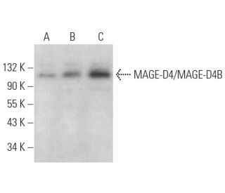 MAGE-D4/MAGE-D4B Antibody (H-9) - Western Blotting - Image 373234 
