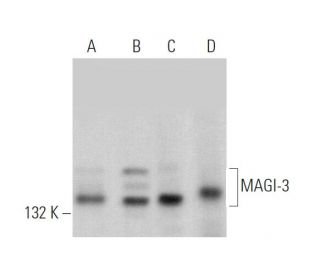 MAGI-3 Antibody (46) - Western Blotting - Image 374445 