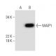 MAIP1 Antibody (D-12) - Western Blotting - Image 290065