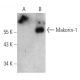 Makorin-1 Antibody (C-8) - Western Blotting - Image 366618 