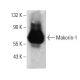 Makorin-1 Antibody (C-8) - Western Blotting - Image 388020