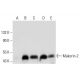 Makorin-2 Antibody (C-5) - Western Blotting - Image 317976 