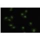 Makorin-2 Antibody (FG-9) - Immunofluorescence - Image 35803 