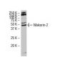 Makorin-2 Antibody (FG-9) - Western Blotting - Image 34480 