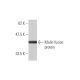Malin Antibody (3G6) - Western Blotting - Image 350367