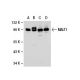 MALT1 Antibody (clone 50) - Western Blotting - Image 21543 