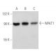 MALT1 Antibody (clone 50) - Western Blotting - Image 354705 