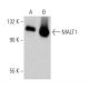 MALT1 Antibody (clone 50) - Western Blotting - Image 372293
