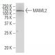 MAML2 Antibody (G-07) - Western Blotting - Image 34153