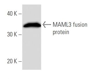 MAML3 Antibody (797C2a) - Western Blotting - Image 16942