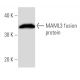 MAML3 Antibody (797C2a) - Western Blotting - Image 16942