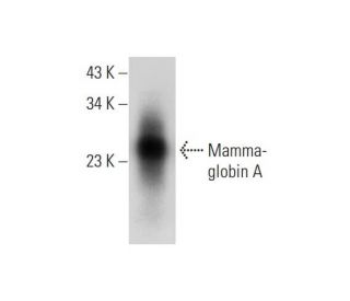 Mammaglobin A Antibody (D-7) - Western Blotting - Image 304348 