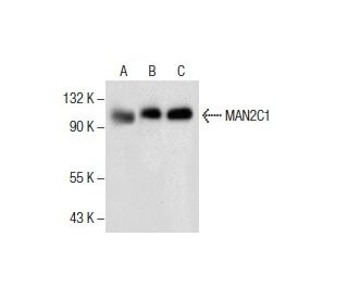 MAN2C1 Antibody (C-4) - Western Blotting - Image 286089 