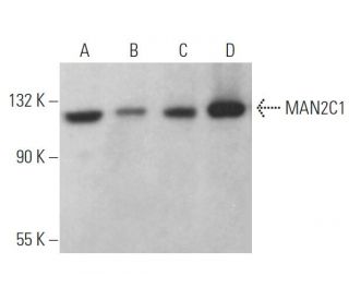 MAN2C1 Antibody (C-4) - Western Blotting - Image 365444 