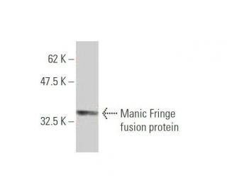 Manic Fringe Antibody (2B11) - Western Blotting - Image 348544