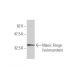 Manic Fringe Antibody (2B11) - Western Blotting - Image 348544