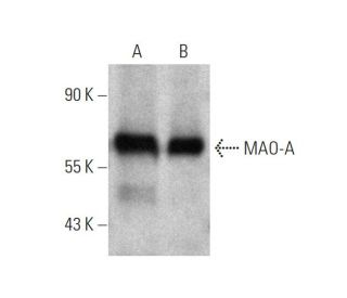 MAO-A Antibody (G-10) - Western Blotting - Image 346625 