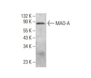 MAO-A Antibody (G-10) - Western Blotting - Image 382870Each CRISPR/Cas9 Knockout (KO) Plasmid product consists of a pool of 3 plasmids designed to ensure identification and cleavage of a specific gene for maximum knockout efficiency. Each plasmid encodes a unique 20 nt sequence derived from the GeCKO (v2) library.