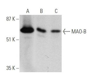 MAO-B Antibody (B-8) - Western Blotting - Image 364931 
