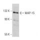 MAP-1S Antibody (4H2) - Western Blotting - Image 384454 