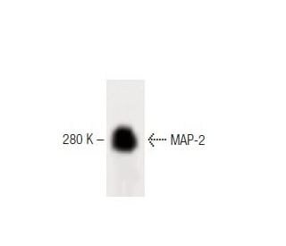 MAP-2 Antibody (18) - Western Blotting - Image 60355 