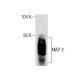 MAP-2 Antibody (18) - Western Blotting - Image 283845
