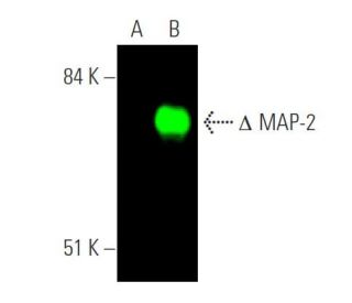 MAP-2 Antibody (A-4) - Western Blotting - Image 374293 