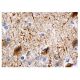 MAP-2 Antibody (B-8) - Immunohistochemistry - Image 157165
