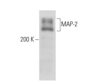 MAP-2 Antibody (B-8) - Western Blotting - Image 15613 