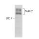 MAP-2 Antibody (B-8) - Western Blotting - Image 15613 